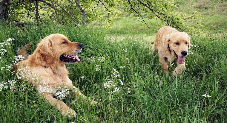 ¿Los perros perdigueros de oro son buenos perros?