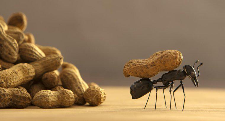 ¿Cuál es la mejor manera de deshacerse de las hormigas?