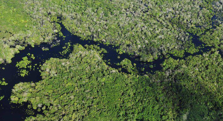 ¿Qué países contienen la selva amazónica?