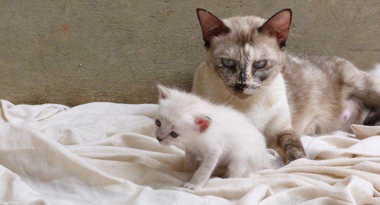 ¿Cuándo están listos los gatitos para dejar a su madre?