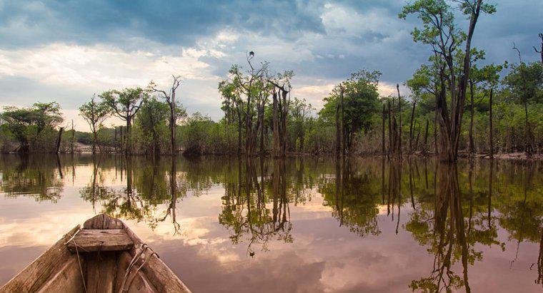 ¿Por qué deberíamos salvar la selva amazónica?