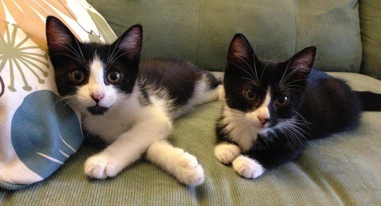 ¿Cuáles son algunos nombres de gatos gemelos?