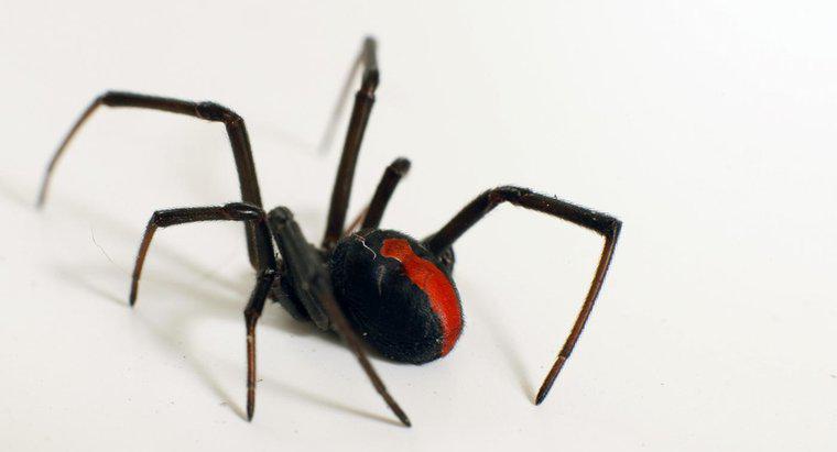 ¿Cuáles son algunos hechos acerca de la araña viuda negra?