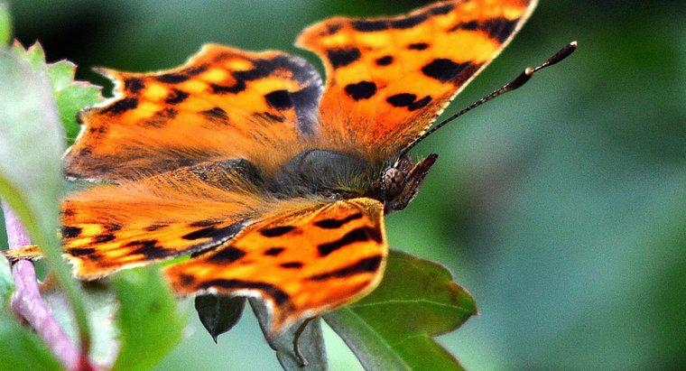 ¿Cuál es el nombre científico de una mariposa?