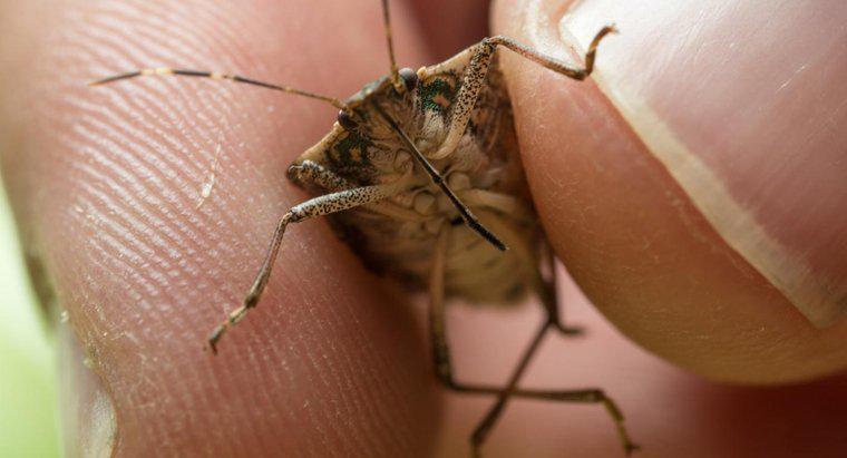 ¿Cómo controlas los insectos malolientes?