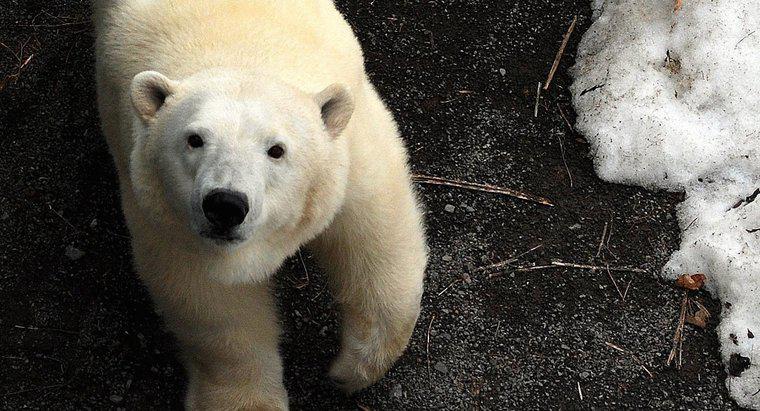 ¿Cómo se protegen los osos polares?