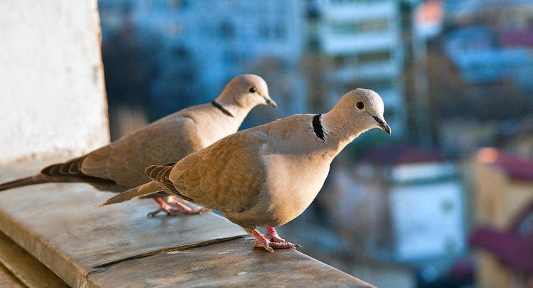 ¿Cómo se llama un grupo de palomas?