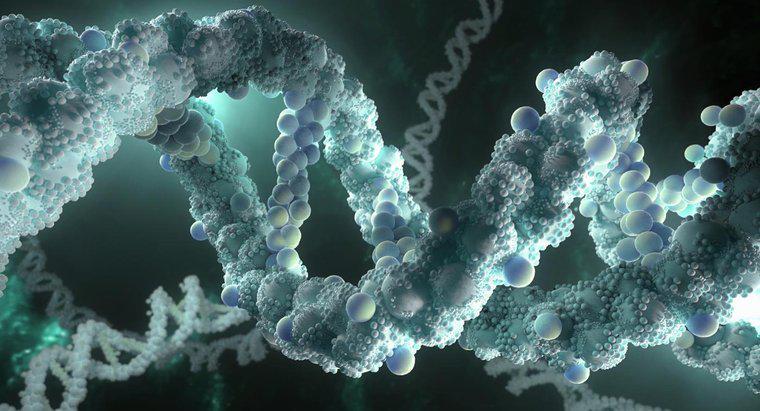 ¿Qué significa el ADN?