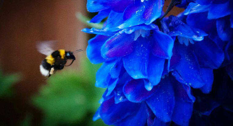 ¿Cómo deshacerse de los abejorros en su patio?