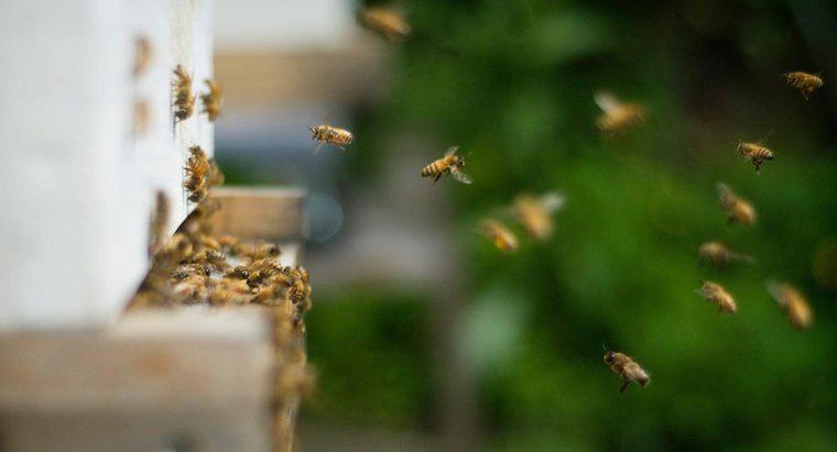 ¿Cómo deshacerse de las abejas que se anidan en el suelo?