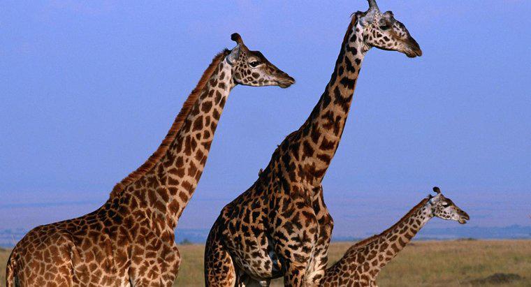 ¿Qué altura puede crecer una jirafa?