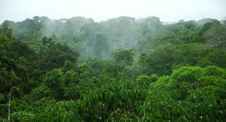 ¿Cuál es la precipitación promedio en la selva amazónica?
