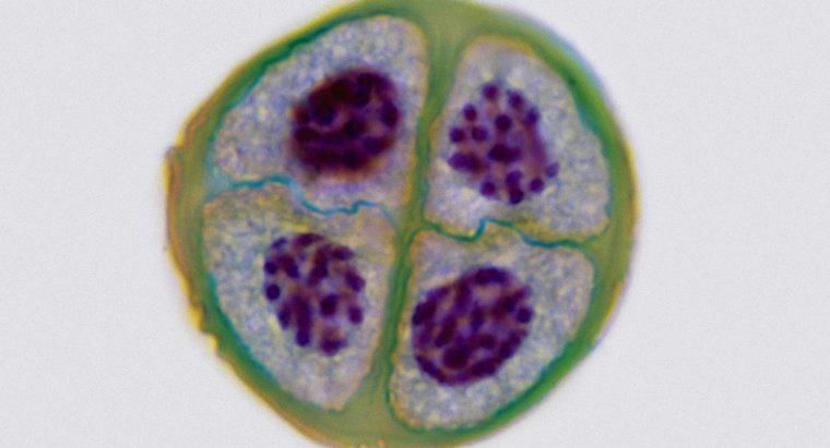 ¿En qué se parecen la mitosis y la meiosis?