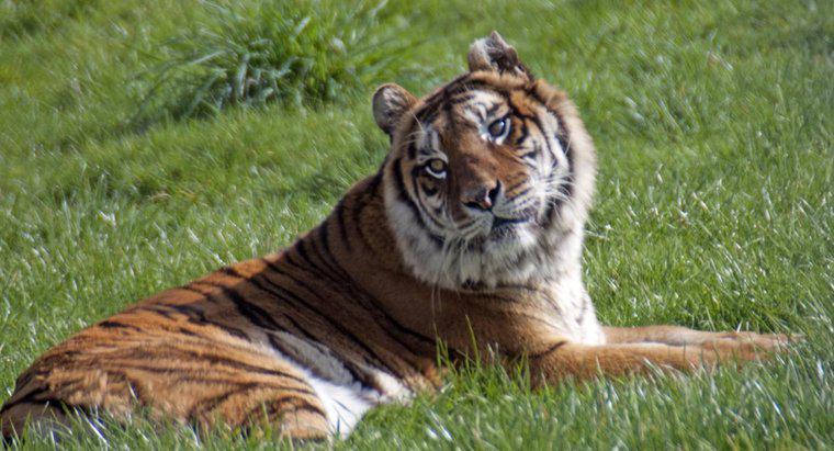 ¿De dónde sacó el tigre de Bengala su nombre?
