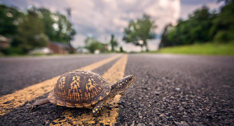 ¿Pueden las tortugas darse la vuelta?