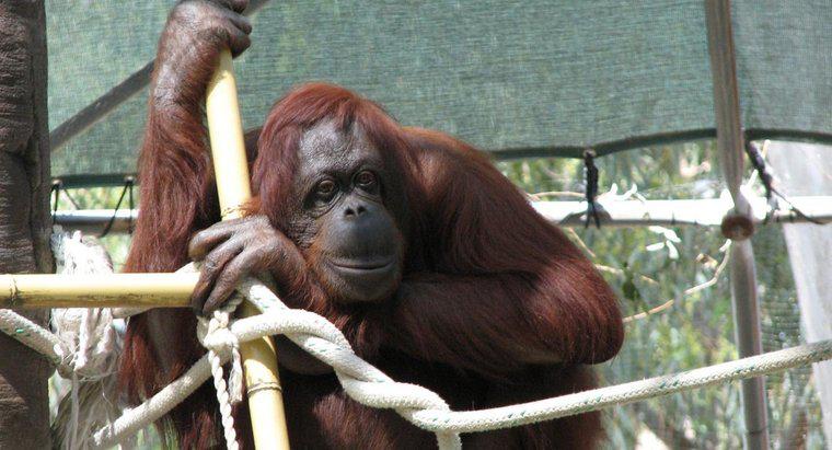 ¿Cuánto tiempo viven los orangutanes?