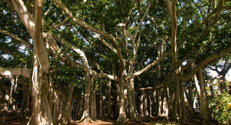 ¿Dónde crecen los árboles de Banyan?