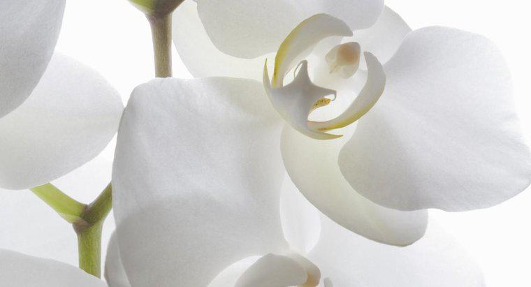 ¿De dónde se originan las orquídeas?