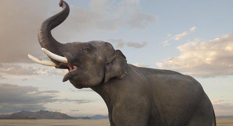 ¿Cómo muestran los elefantes la emoción?