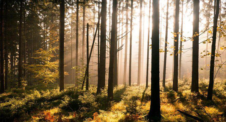 ¿Cuál es la diferencia entre un bosque y un bosque?