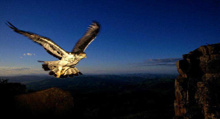 ¿Qué tan rápido puede un águila volar?