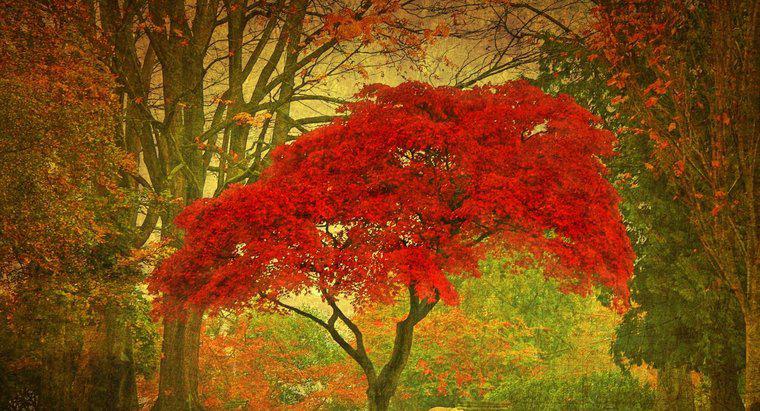 ¿Cómo se planta un árbol de arce rojo?