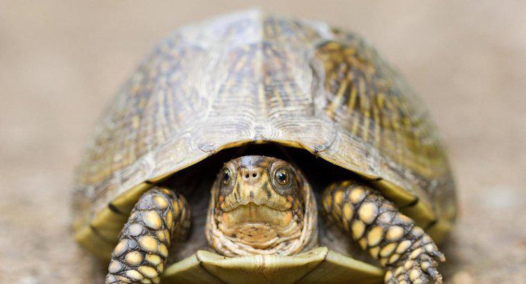 ¿Qué es una tortuga de caja de tres dedos?