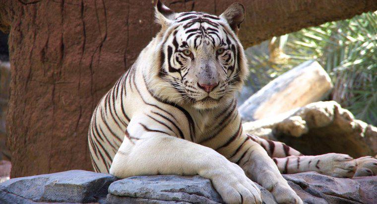¿Por qué están en peligro los tigres blancos?