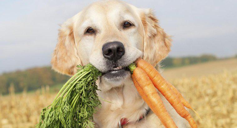 ¿Pueden los perros comer zanahorias crudas?