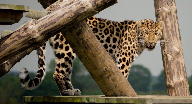 ¿Por qué están en peligro los leopardos de Amur?