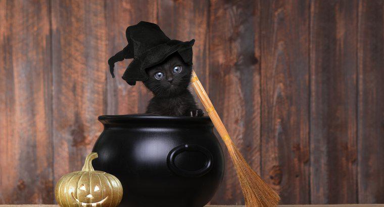¿Por qué los gatos negros son un símbolo de Halloween?
