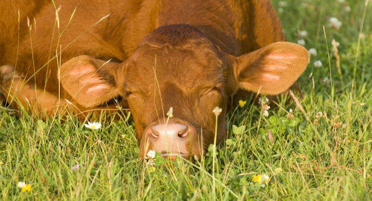¿Cuántas horas al día duermen las vacas?