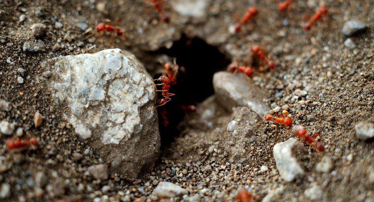 ¿Cómo me deshago de las hormigas rojas en mi jardín?