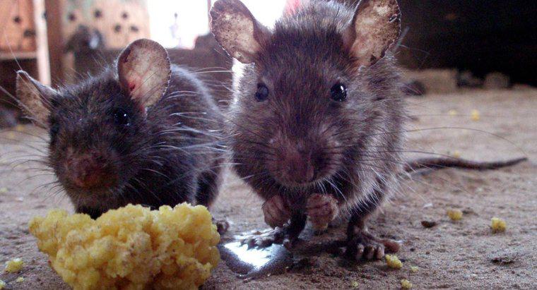 ¿Qué es un repelente de rata natural?