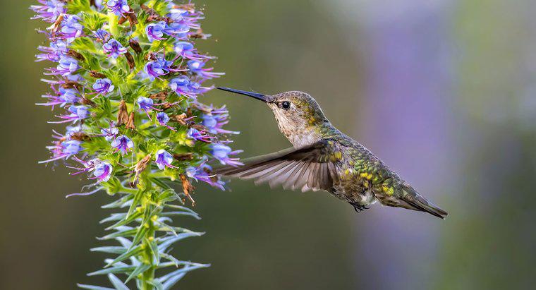 ¿Qué tan rápido vuelan los colibríes?
