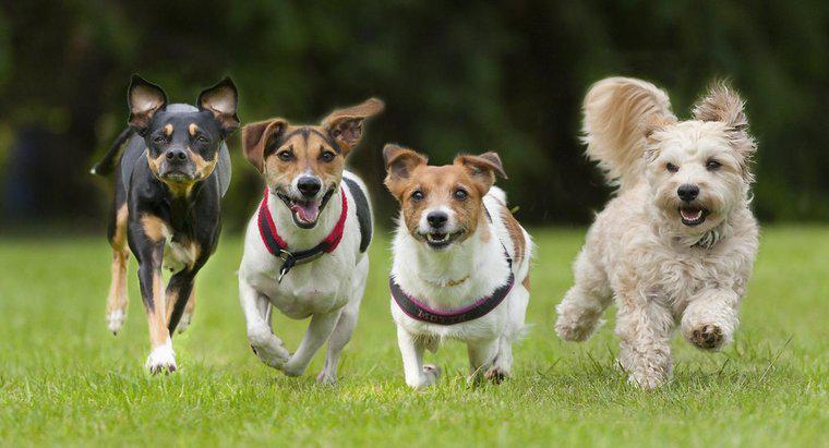 ¿Cuál es el perro más rápido del mundo?