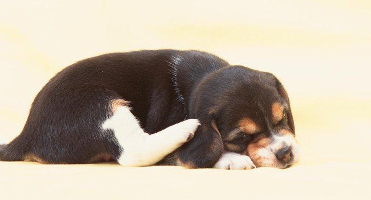 ¿Qué se puede usar para las pulgas en cachorros que solo tienen cinco semanas de vida?