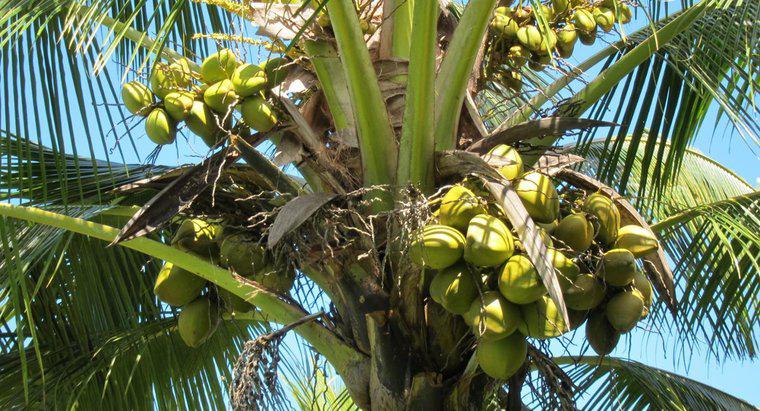 ¿Cuáles son los diferentes tipos de cocos?