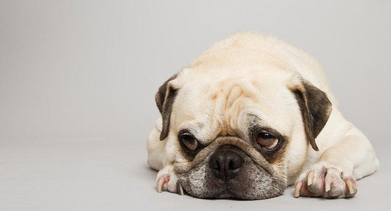 ¿Cuánto tiempo después de que un cachorro se expone a Parvo muestra síntomas?
