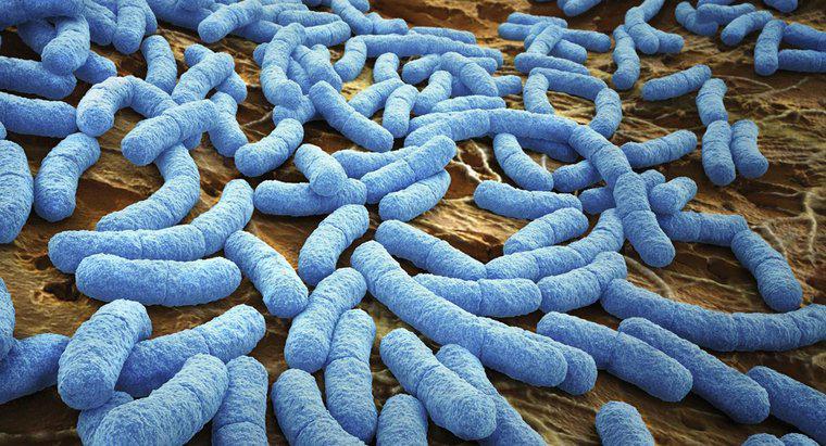 ¿Cómo respiran las bacterias?