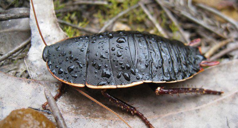 ¿Cuál es el nombre científico de una cucaracha?