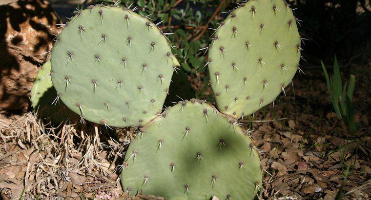 ¿Cuál es la manera de determinar la edad de un cactus?