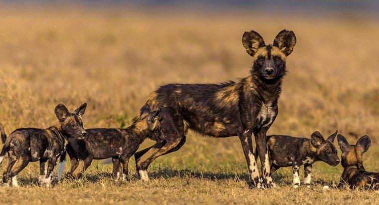 ¿Qué comen los perros salvajes africanos?