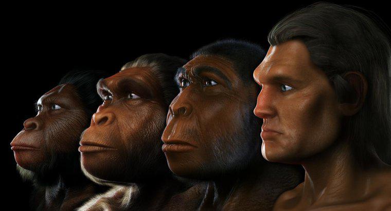 ¿Dónde vivió el Australopithecus?