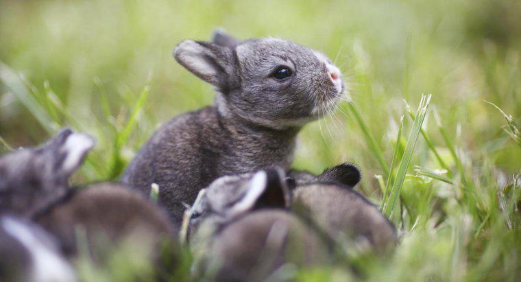 ¿Cuántos bebés tienen los conejos en una camada?