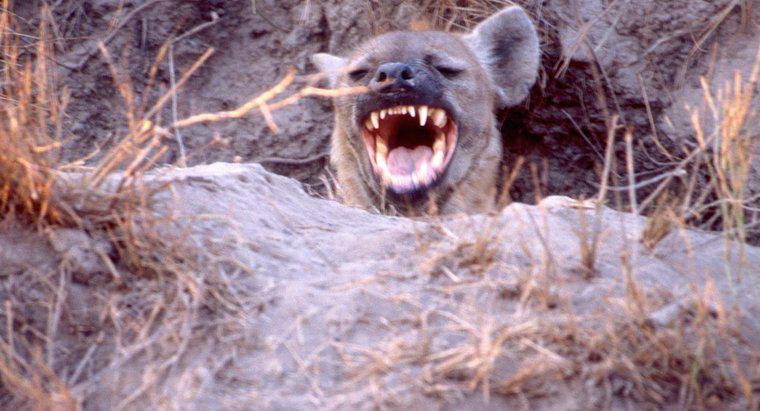 ¿Por qué se ríen las hienas?