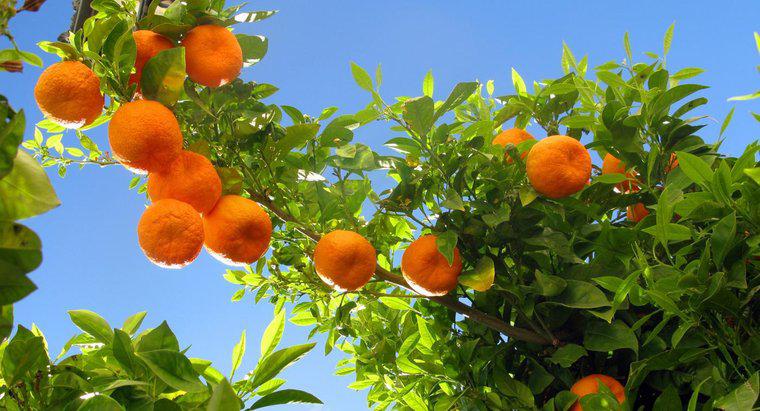¿De dónde vienen las naranjas?