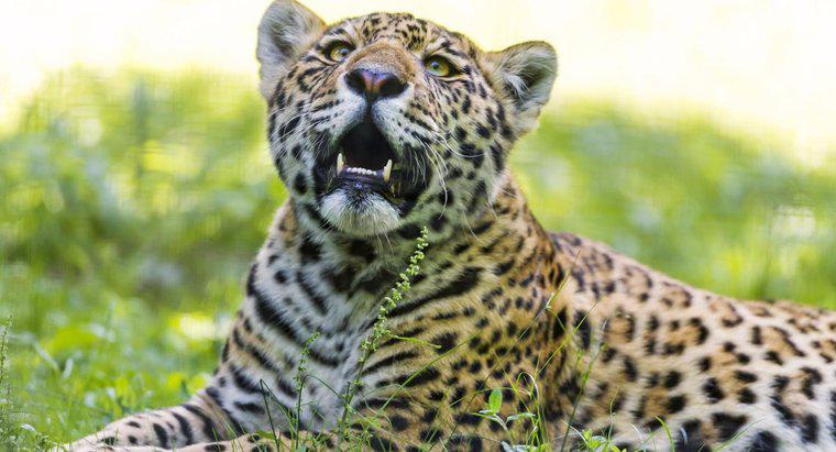 ¿Por qué está en peligro el jaguar?