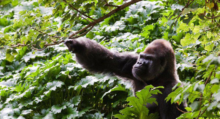¿Cuántos gorilas quedan en el mundo?