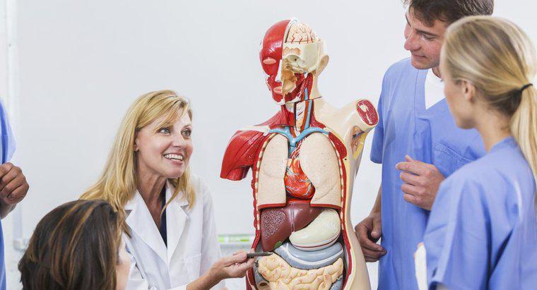 ¿Dónde están los órganos respiratorios ubicados en el cuerpo humano?